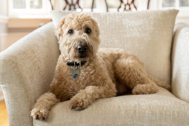 Brown soft coated dog wheaten terrier, sitting on armchair.
