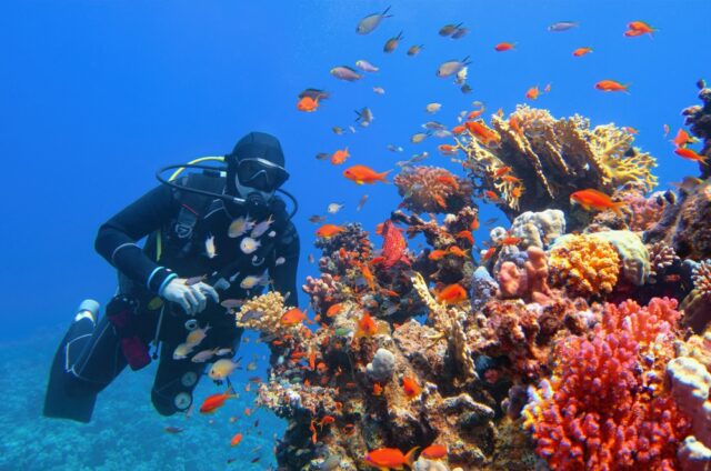 Scuba diver near beautiful colored reef,