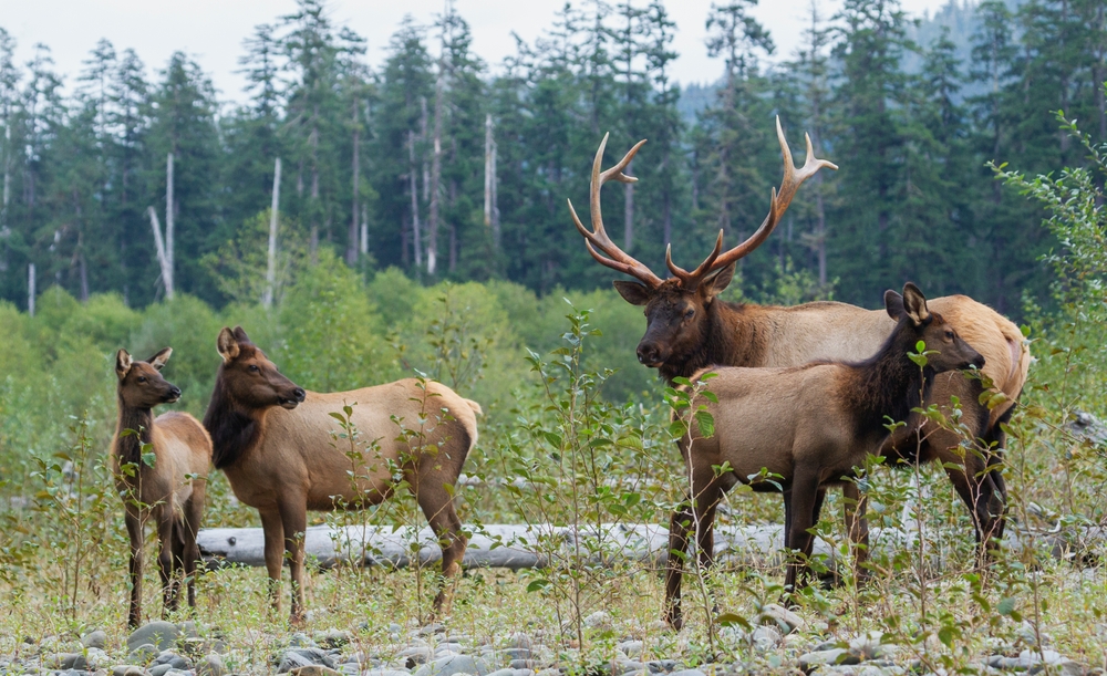 An Elk Herd in the Pacific Northwest.
