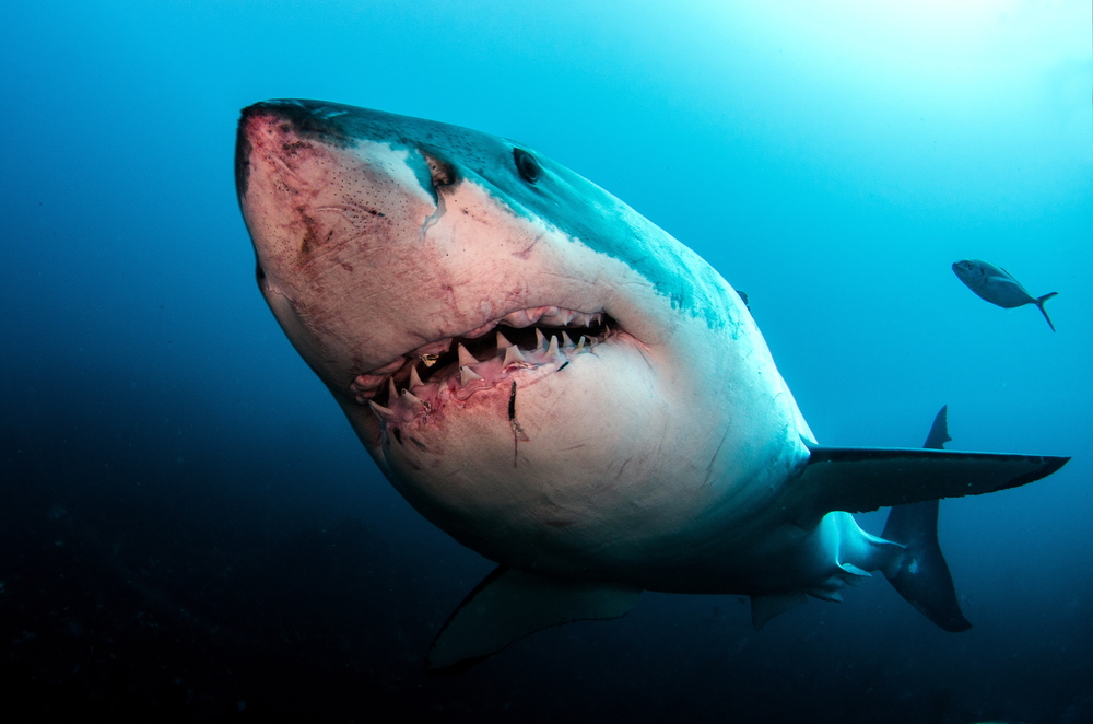 A great white shark.