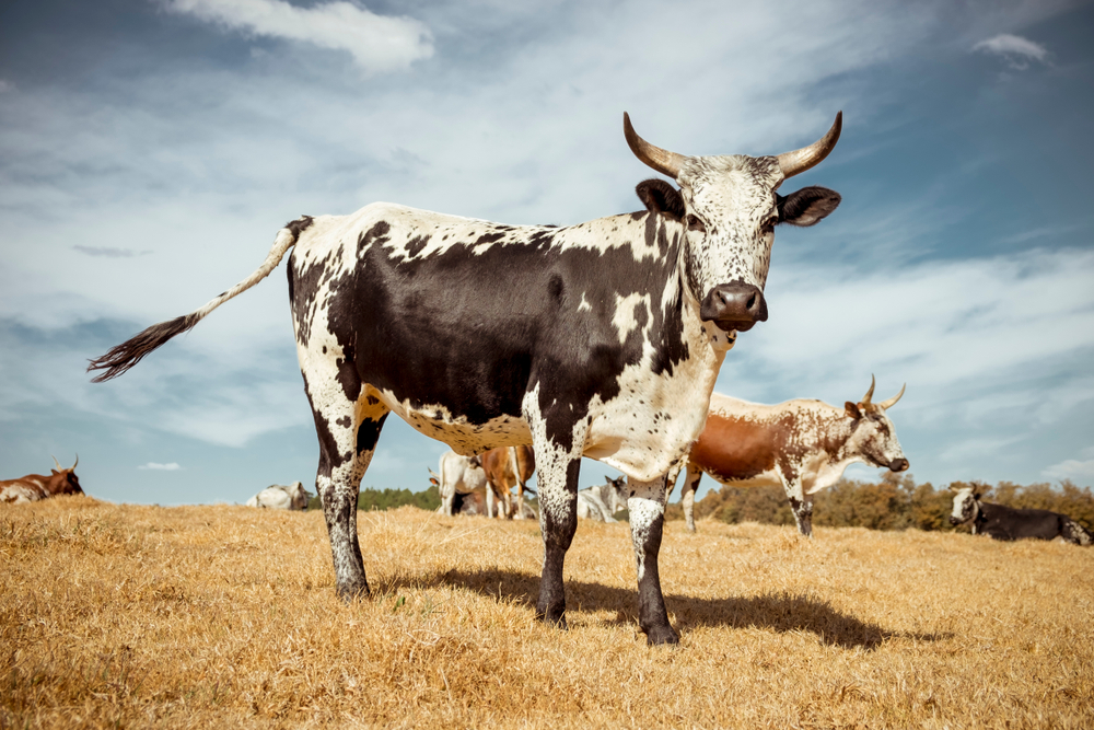 A cow in South Africa.