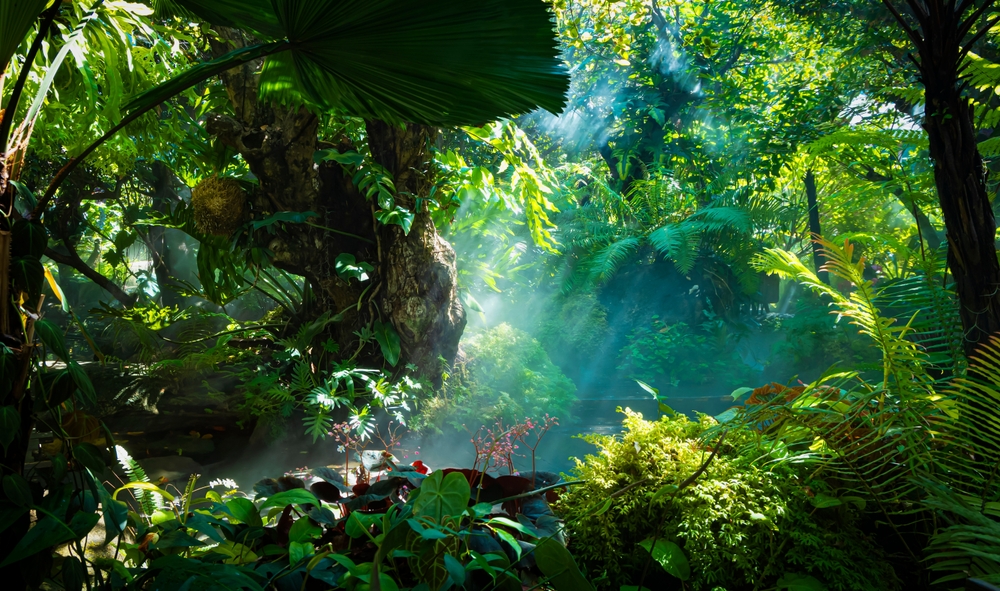 A tropical rainforest. 