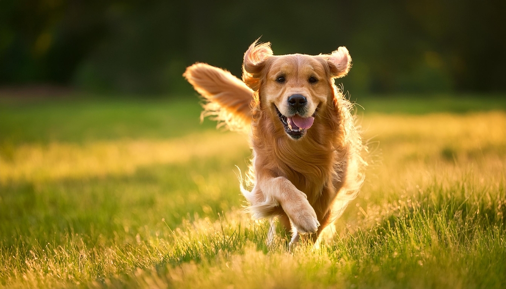 A golden retriever is playing in the grass