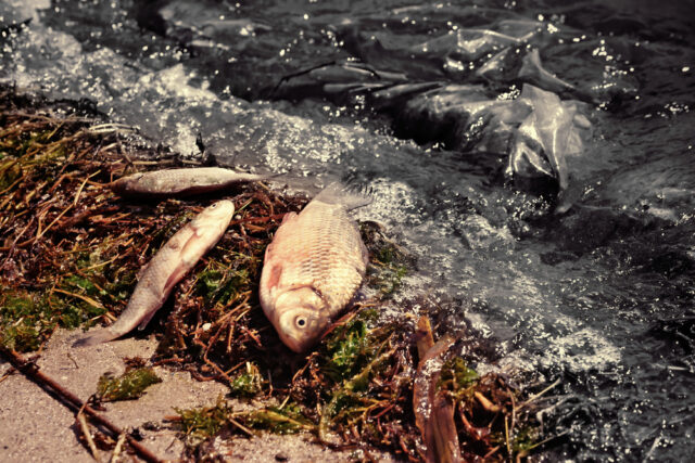 Environmental pollution in river killing fish.