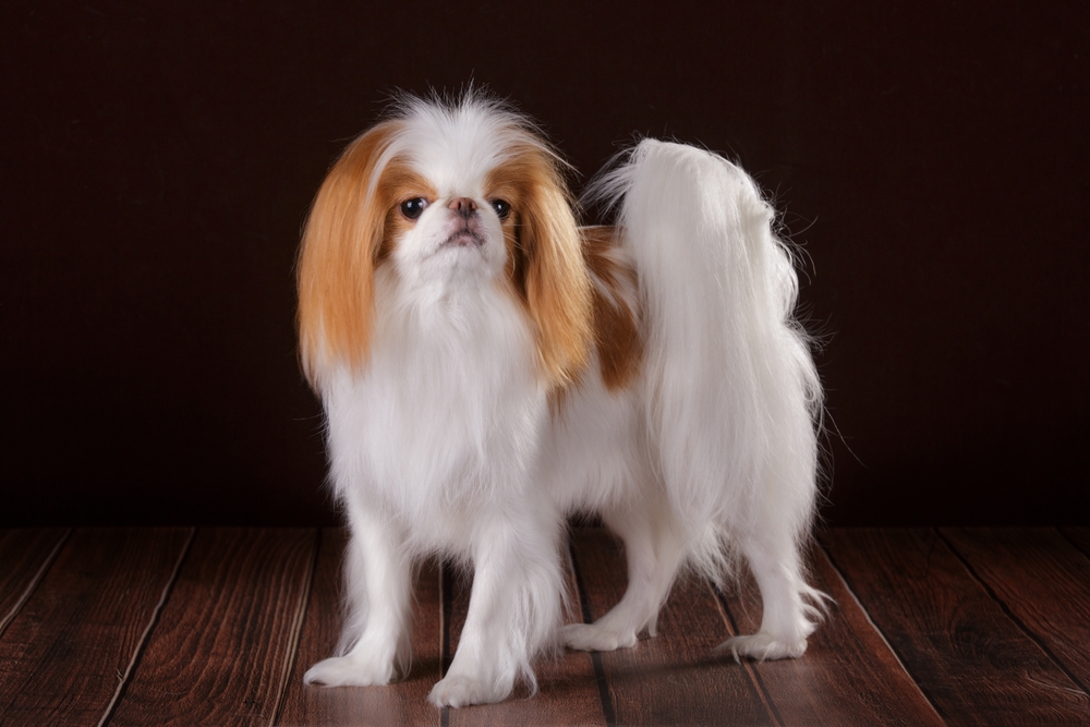 A small cute doggie.