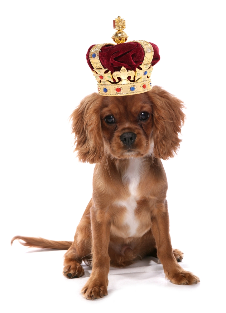 Cavalier King Charles dog with crown on its head.