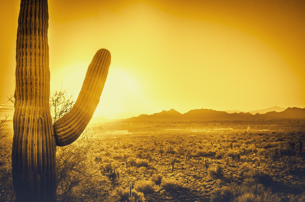 Phoenix, Arizona cactus.