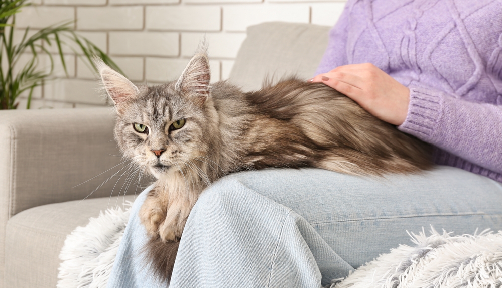 A woman petting her cat while it rests on her lap.