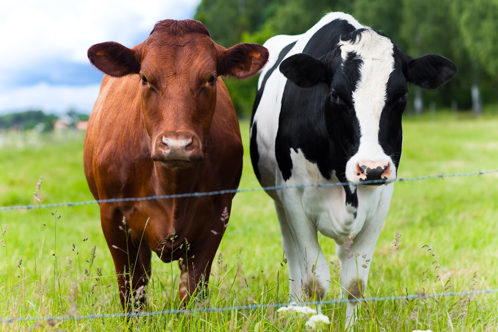 Cows in a field. 
