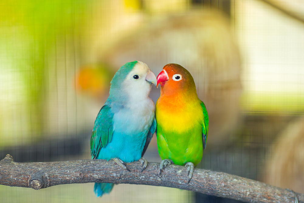 Two lovebirds together on a tree. 