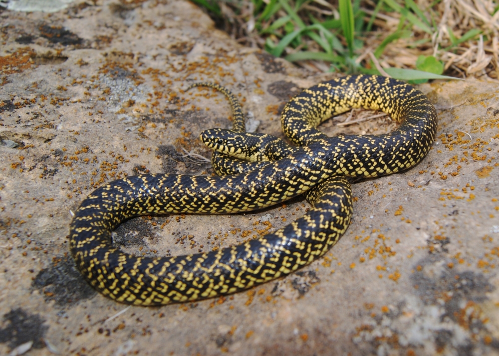 A snake on a rock.