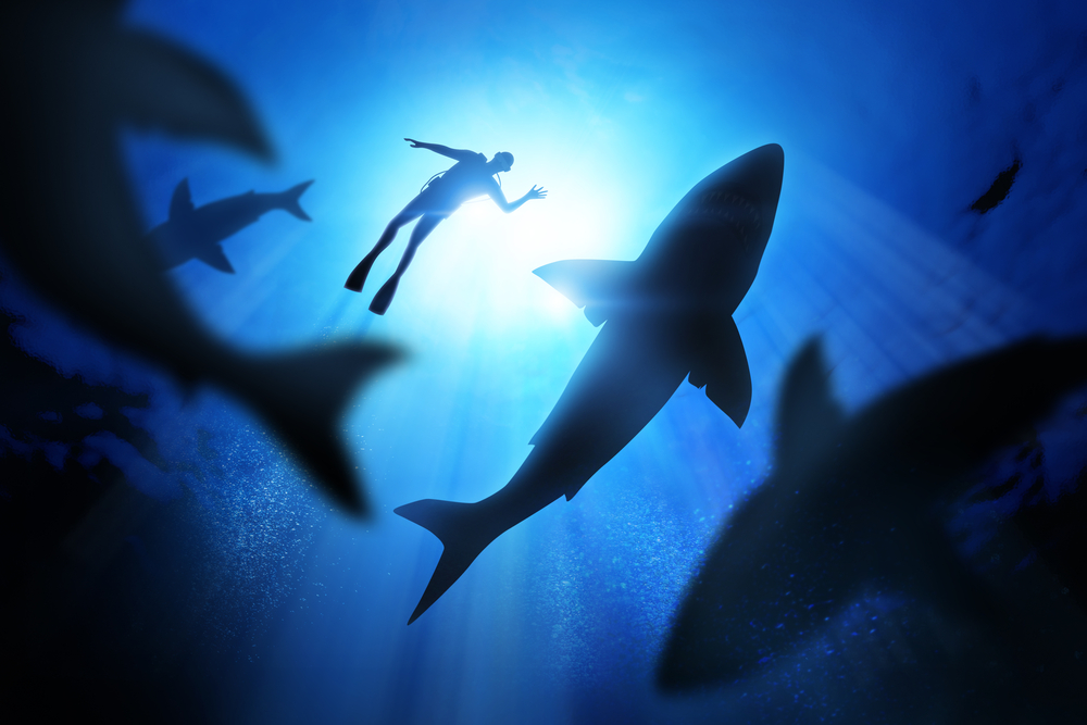 Sharks swimming in the ocean.