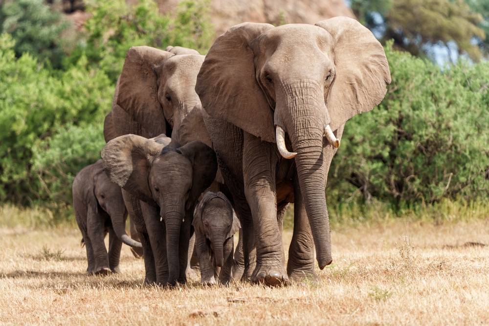 Elephant herd in the jungle