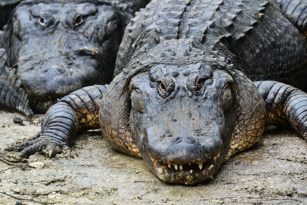 Alligators looking angry.