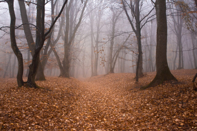 Hauntingly silent forest, surrounded by fog.