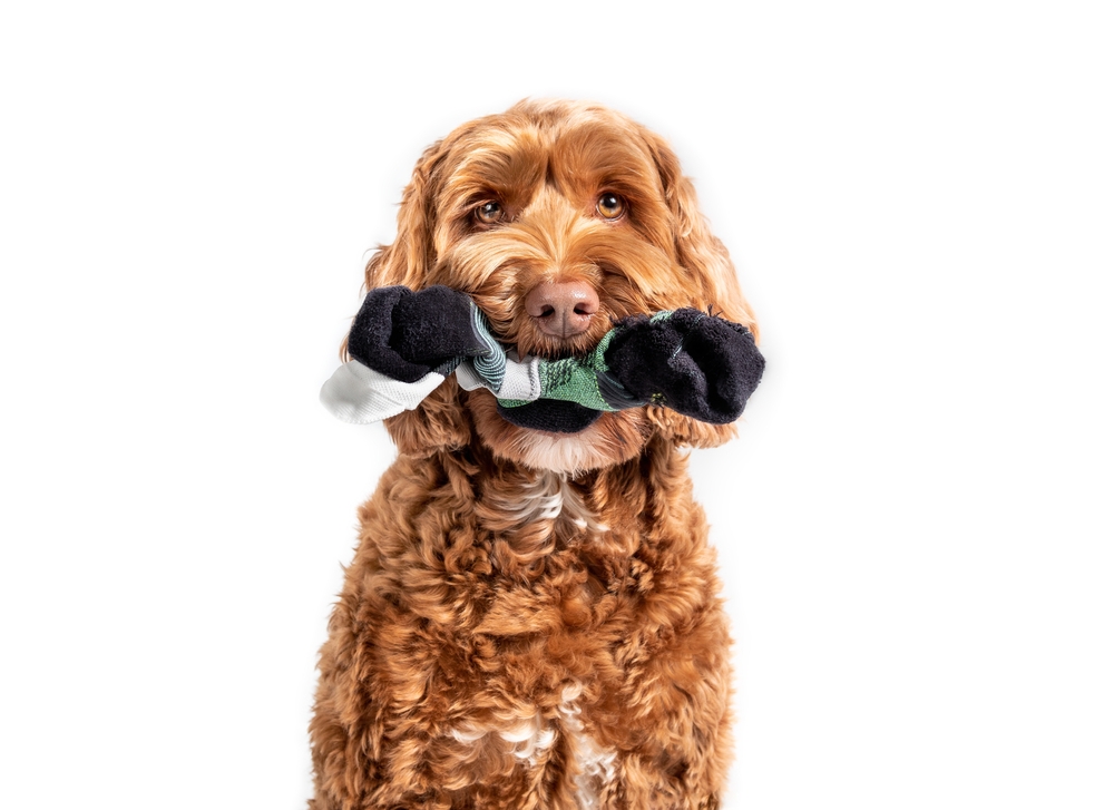 A Labradoodle dog.