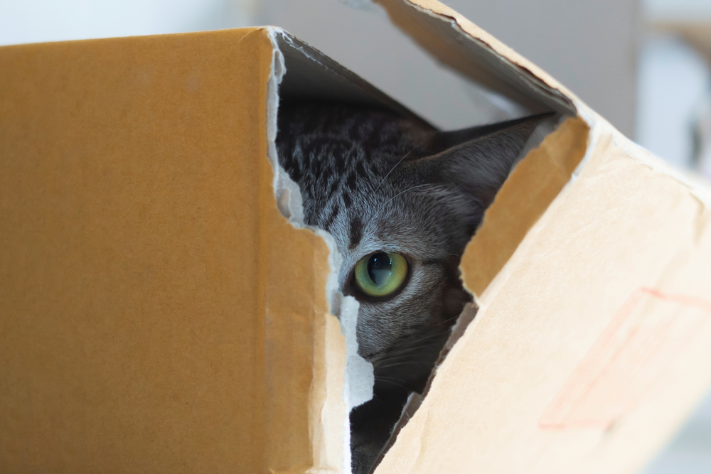 Tabby cat hiding in a box.