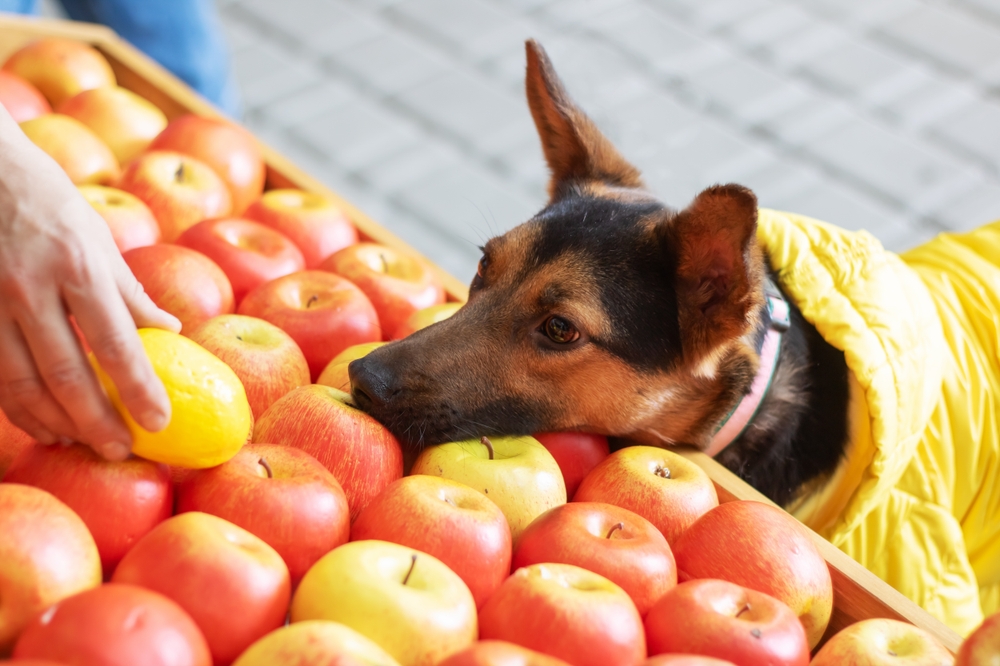 A dog leaning on apples.