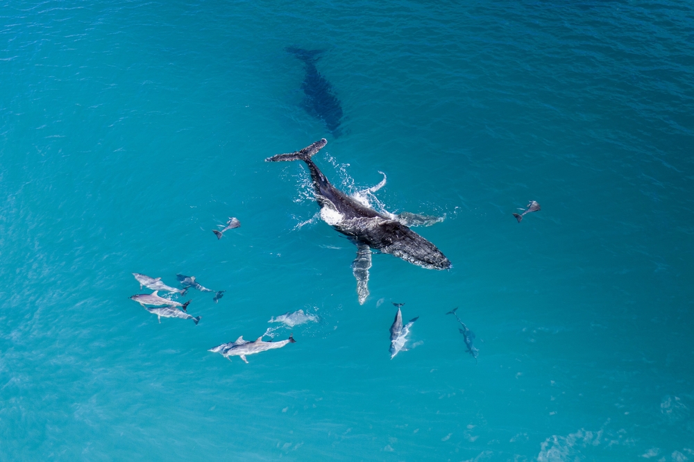 Whale surrounded by pod