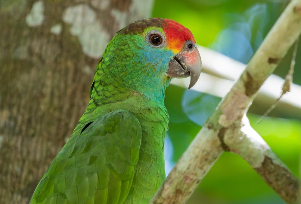 A stunning green parrot