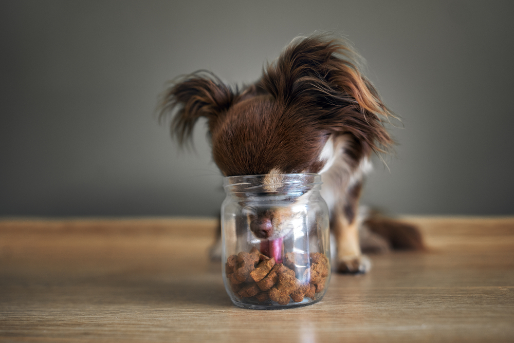 A little dog stealing treats.