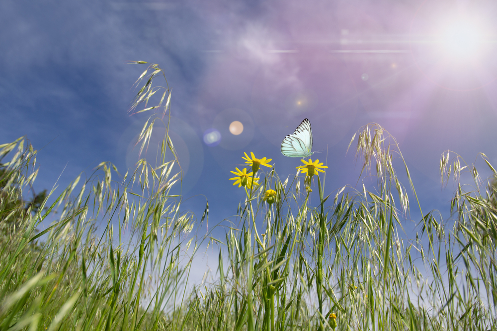 Summer meadow with wildflowers. 