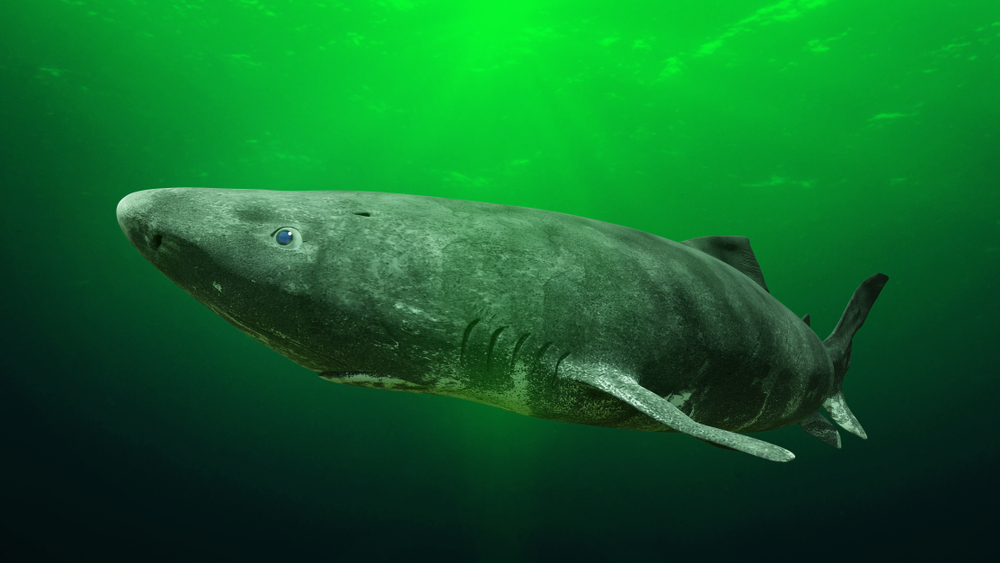 A shark in the ocean.