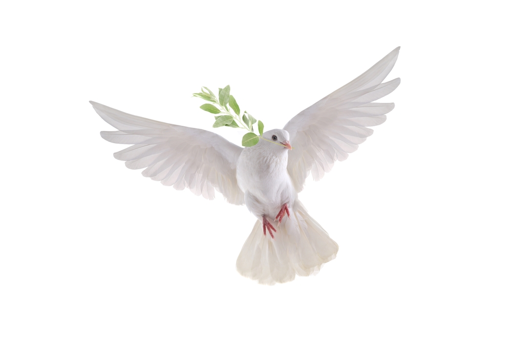 A white dove in flight.
