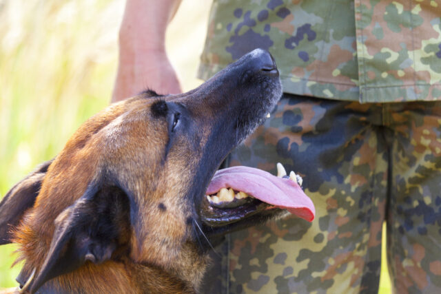 In uniform, a soldier stands with a loyal military dog at his side,